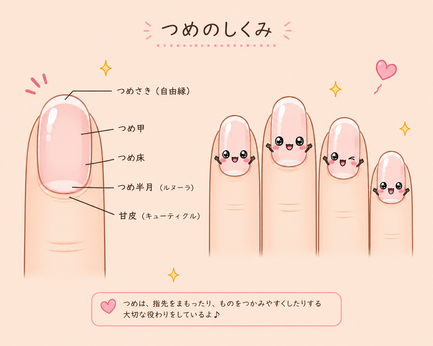 爪のイラスト