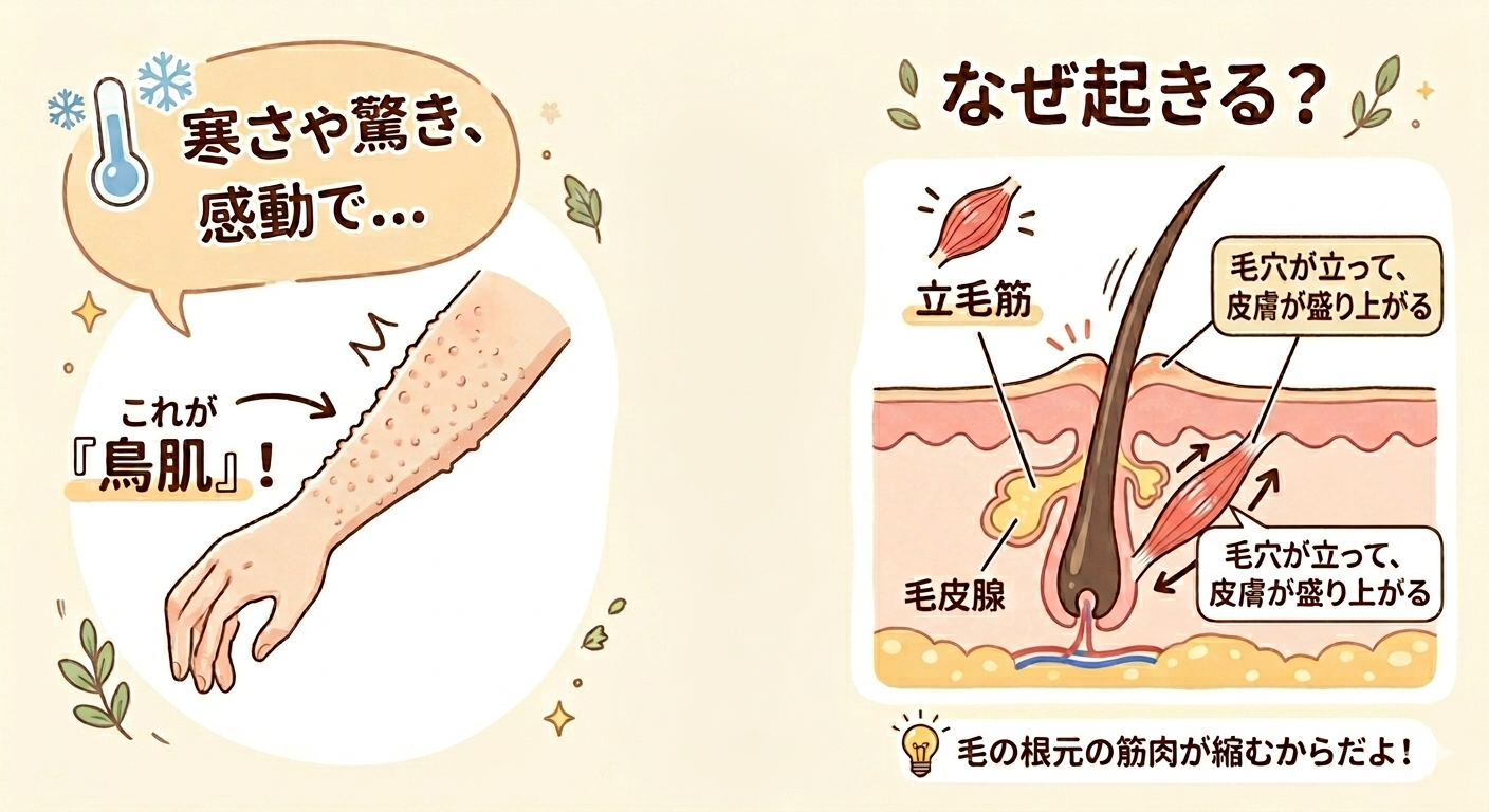 鳥肌のイラスト